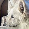 dog, white_dog, sleeping, nap, cozy, blanket, striped_blanket, fur, ears, side_view, indoors, vehicle, resting, closeup, cute, pet, canine, calm, soft_texture, comfort