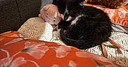 Yuma participe au concours pour gagner de l'argent avec cette photo : kitten, cat, sleeping, black_and_white, stuffed_animal, blanket, couch, pillow, orange, floral, cozy, home, indoor, pet, fur, resting, cute, small, animal, soft