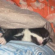 Yuma participe au concours pour gagner de l'argent avec cette photo : kitten, sleeping, blanket, polka_dot, orange, floral_pattern, jeans, denim, black_and_white, cat, cozy, nap, indoor, soft, fur, resting, cute, pet, comfort, close_up