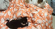 Yuma a rejoint le concours — aidez-le/la à gagner de superbes lots ! animal, bed, black_cat, blanket, carpet, cat, cozy, cute, dog, floral_pattern, furniture, household, indoor, kitten, orange, pet_enclosure, playful, resting, small_dog, white_cat