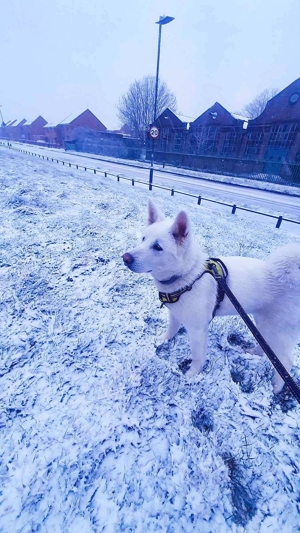 Luna is registered to the contest to win money with this photo: blue, carnivore, collar, companion_dog, dog, dog_breed, dog_collar, electric_blue, freezing, glacial_landform, ice_cap, landscape, mountain, pet_supply, precipitation, sky, slope, snow, sporting_group, winter