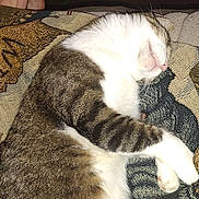 Tutu joined the competition — help win amazing prizes! animal, blanket, brown, cat, comfort, cozy, domestic, fabric, feline, foot, fur, indoor, patterned, paw, quiet, relaxing, resting, sleeping, striped, white