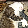 animal, blanket, brown, cat, comfort, cozy, domestic, fabric, feline, foot, fur, indoor, patterned, paw, quiet, relaxing, resting, sleeping, striped, white
