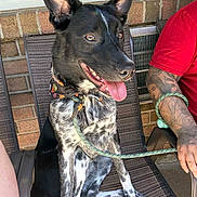 Toby is registered to the contest to win money with this photo: animal, arm, bandana, black_and_white, brick_wall, canine, chair, closeup, daylight, dog, ears, happy, human, leash, outdoor, patio, pet, sitting, tattoo, tongue_out