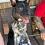 Toby joined the competition — help win amazing prizes! dog, black_and_white, sitting, chair, leash, bandana, tongue_out, ears_up, tattoo, arm, red_shirt, brick_wall, outdoor, patio, happy, pet, animal, canine, person, summer
