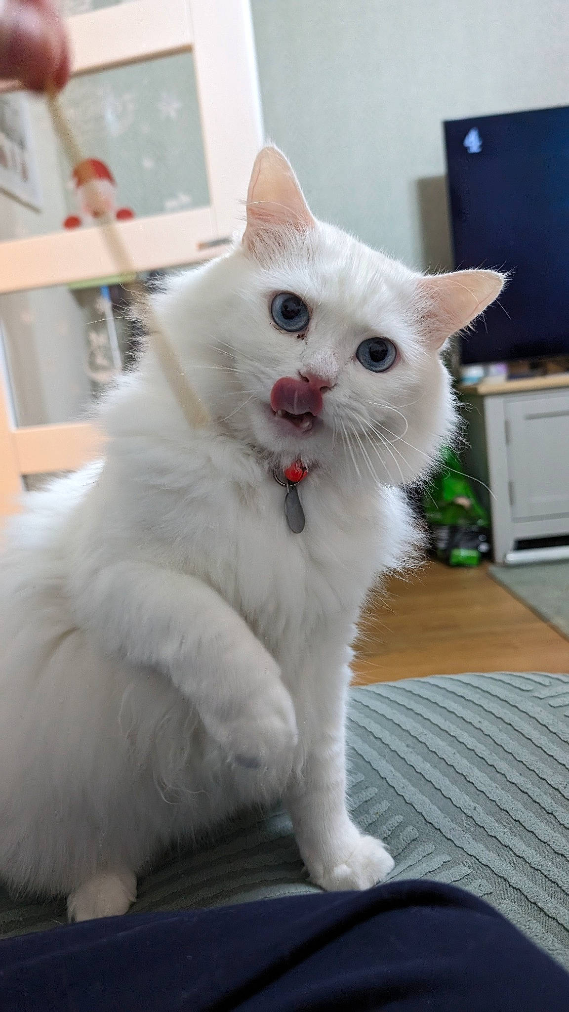 Blanco joined the competition — help win amazing prizes! cabinetry, carnivore, cat, claw, domestic_short_haired_cat, drawer, felidae, fur, home_appliance, kitchen_appliance, paw, small_to_medium_sized_cats, snout, tail, television, whiskers