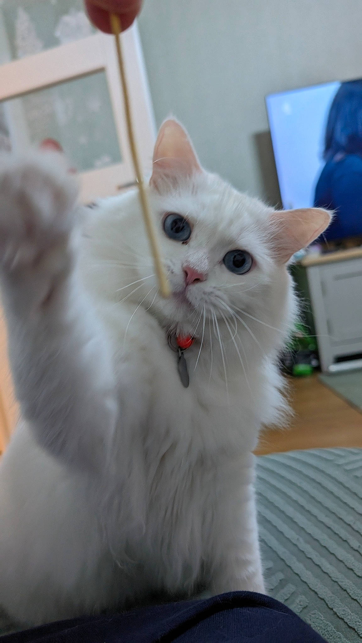 Blanco is registered to the contest to win money with this photo: cabinetry, carnivore, cat, chest_of_drawers, claw, domestic_short_haired_cat, drawer, fawn, felidae, fur, paw, small_to_medium_sized_cats, snout, tail, whiskers, window