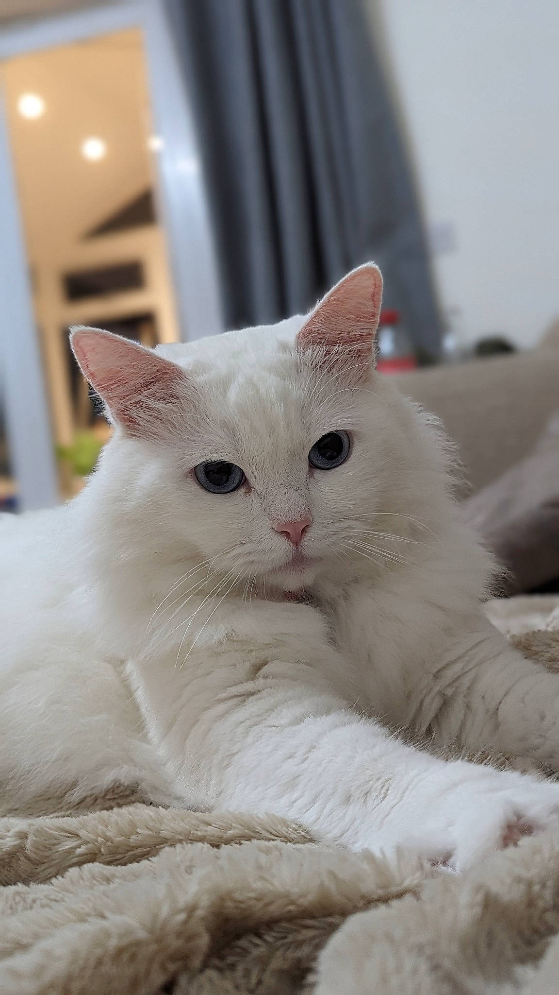 Blanco joined the competition — help win amazing prizes! carnivore, cat, claw, comfort, curtain, felidae, fur, paw, small_to_medium_sized_cats, tail, terrestrial_animal, whiskers