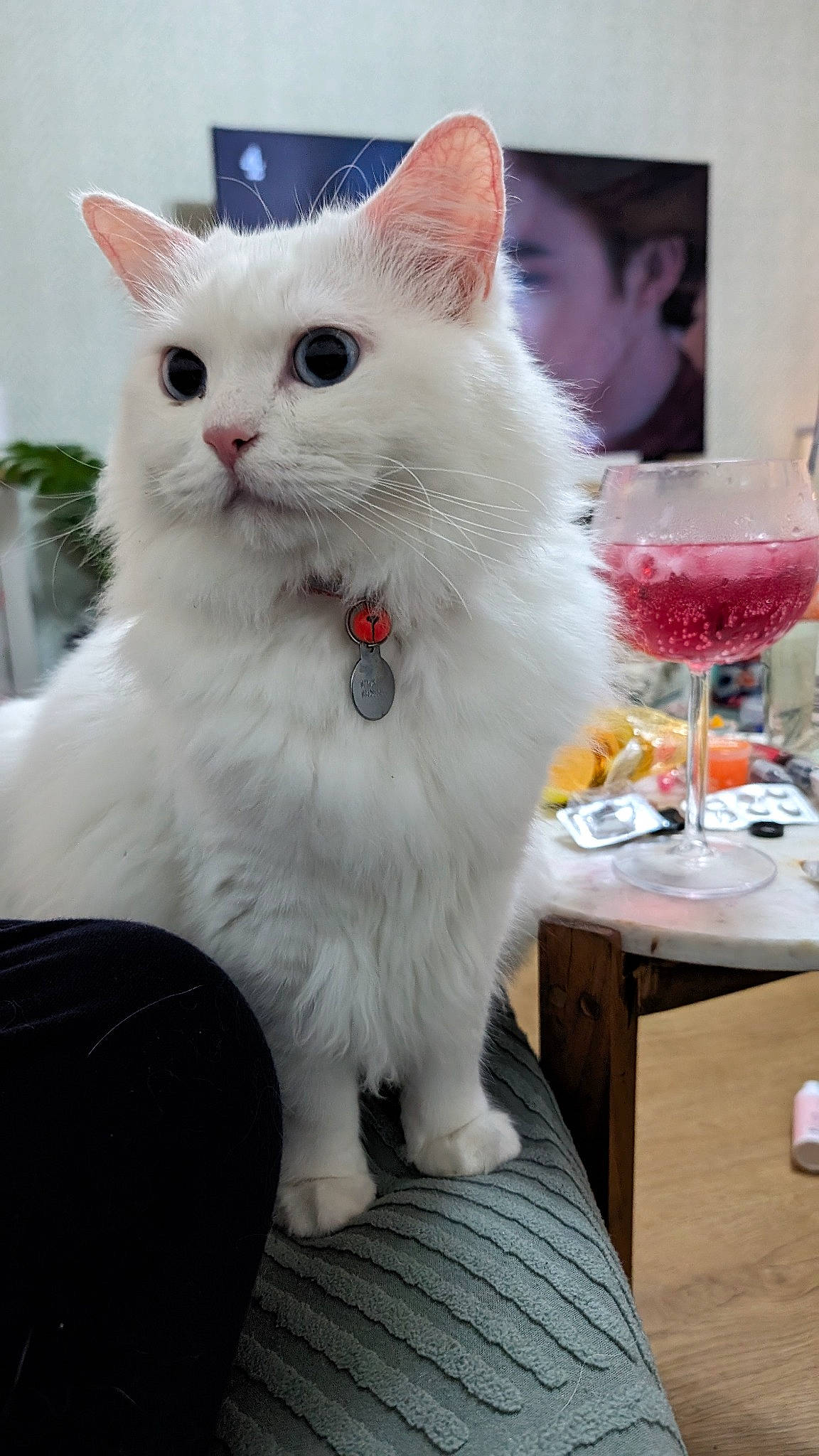 Blanco is registered to the contest to win money with this photo: barware, carnivore, cat, champagne_stemware, claw, cocktail, domestic_short_haired_cat, event, felidae, fur, paw, sitting, small_to_medium_sized_cats, snout, stemware, table, tableware, tail, whiskers, wine_glass