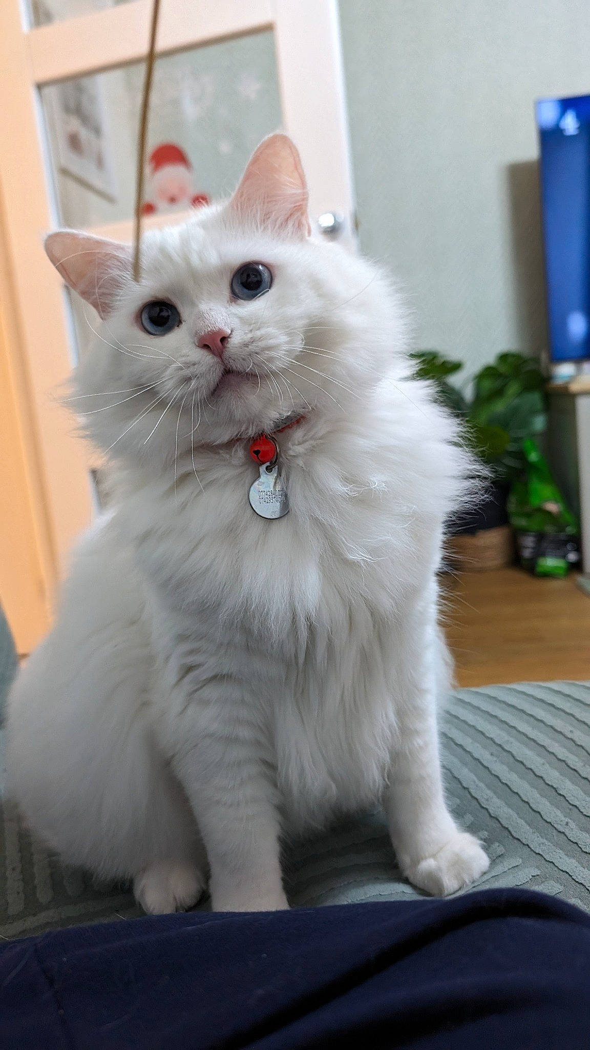 Blanco joined the competition — help win amazing prizes! british_longhair, carnivore, cat, felidae, fur, houseplant, paw, small_to_medium_sized_cats, snout, tail, whiskers