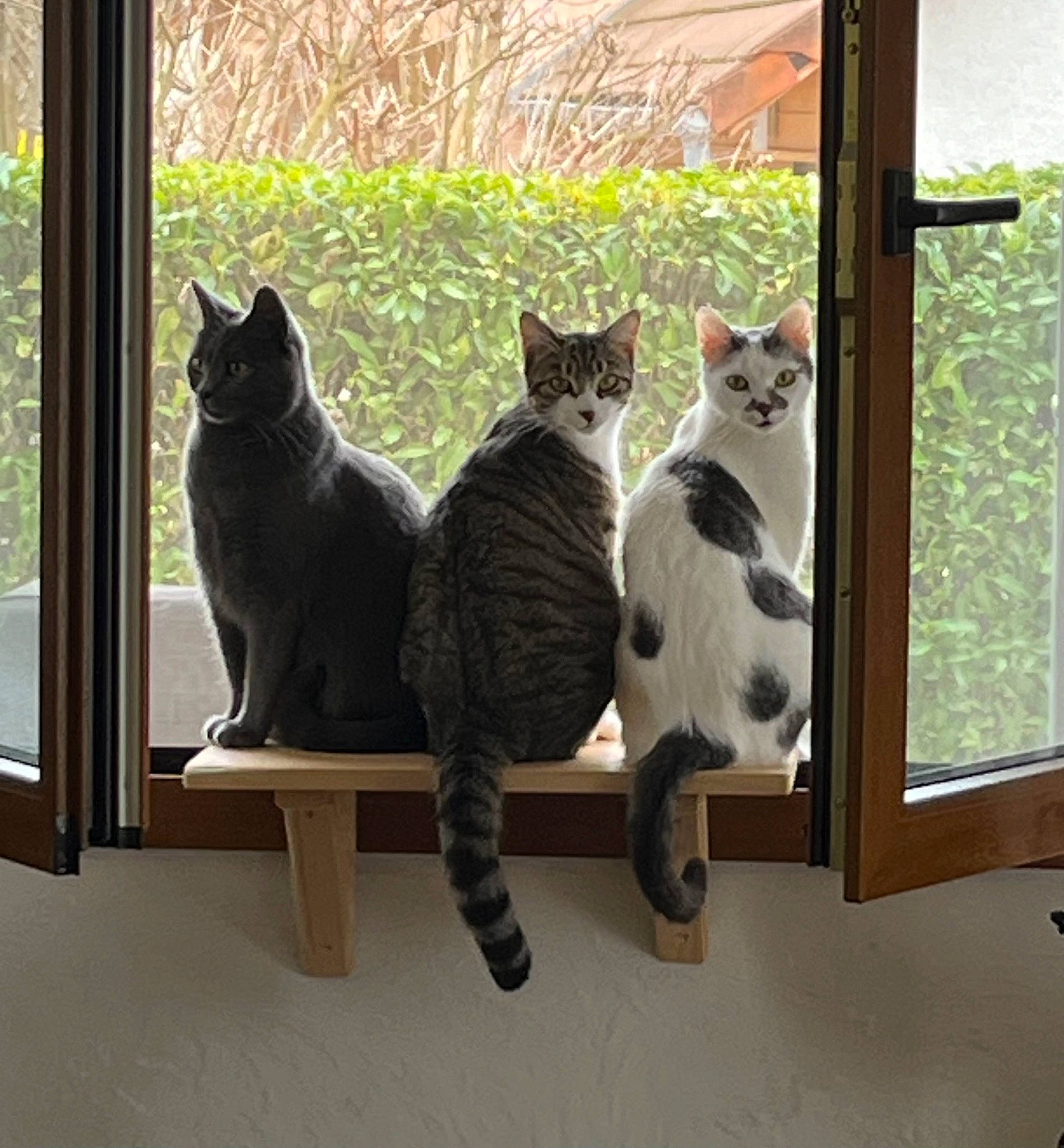 Câline Tigresse Et Minette