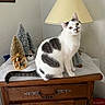 Caline a rejoint le concours — aidez-le/la à gagner de superbes lots ! cat, white_cat, gray_spots, wooden_dresser, table_lamp, nativity_scene, miniature_trees, decorations, indoor, furniture, pet, animal, sitting, domestic_cat, tabletop, ornaments, home_decor, cozy, yellow_lamp, wall