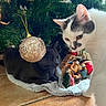 Caline a rejoint le concours — aidez-le/la à gagner de superbes lots ! cat, white_cat, gray_cat, christmas_tree, christmas_ornament, nativity_scene, holiday, decorations, curious, indoor, floor_tile, blanket, festive, pet, animal, fur, cute, christmas_decor, christmas_spirit, holiday_season