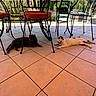 cat, cats, outdoor, patio, table, chair, tile_floor, orange_cushion, garden, flowers, pool, shade, relaxed, sunny_day, resting, animal, pet, feline, iron_furniture, greenery