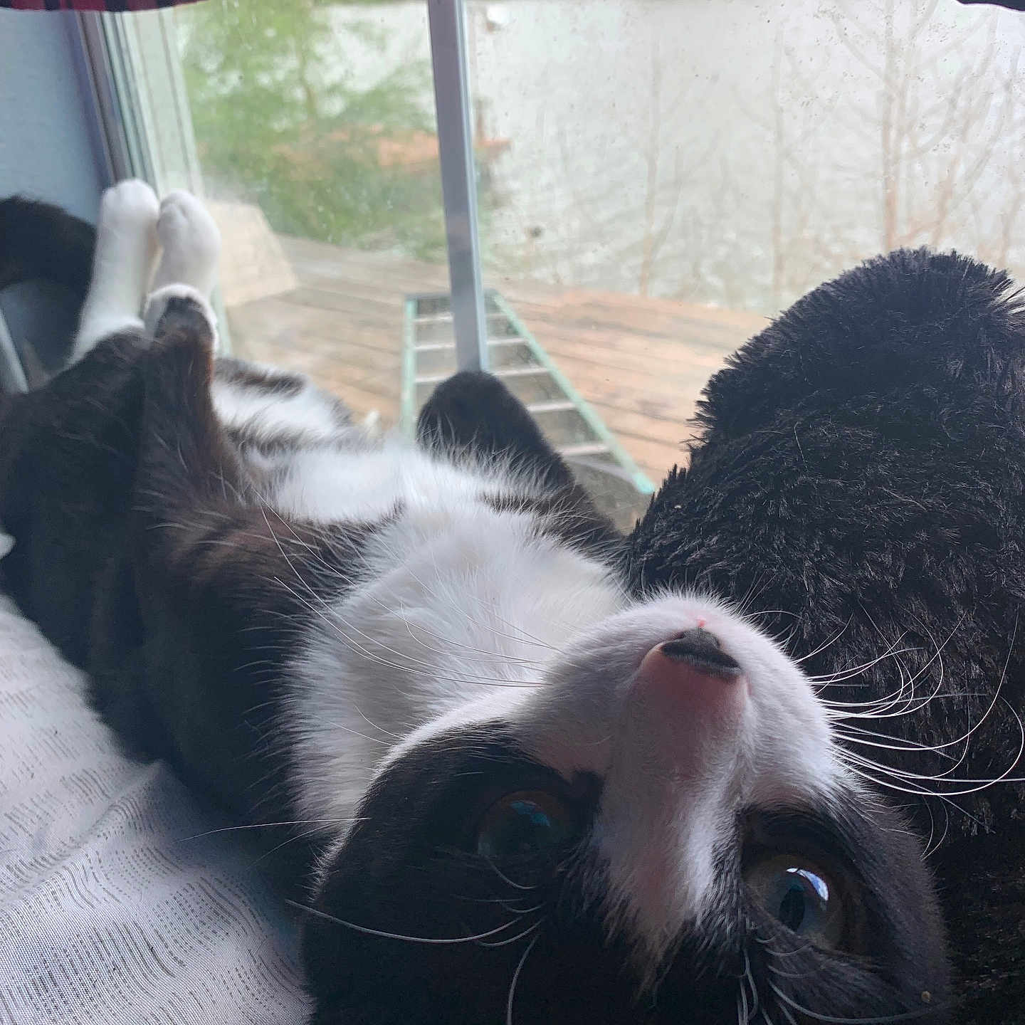 Biscuit is registered to the contest to win money with this photo: animal, architecture, building, canine, cat, chair, couch, dog, face, furniture, head, kitten, manx, outdoors, person, pet, photography, shelter, sleeping, window