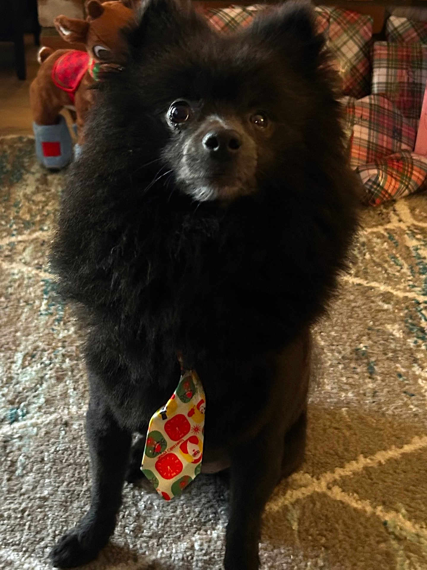 Baebae is registered to the contest to win money with this photo: dog, black_dog, tie, holiday, indoor, carpet, plush_toy, reindeer, pet, cute, fur, animal, sitting, looking, home, decor, christmas, festive, toy, portrait