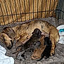 animal, blanket, canine, comfort, crate, cuddle, cute, dog, domestic, family, fur, indoor, mammal, mother_dog, nursing, pet, puppies, resting, sleeping, young