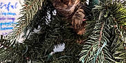 Tigger is registered to the contest to win money with this photo: cat, christmas_tree, greenery, pine_needles, curious, holiday, lights, indoor, pet, animal, closeup, feline, nature, decorations, branches, playful, hidden, christmas, tree, festive