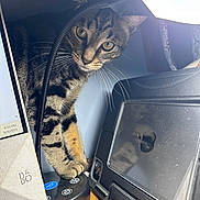 Tigger is registered to the contest to win money with this photo: cat, tabby, lamp, desk, paw, technology, monitor, ipad, curious, indoor, wood, button, light, closeup, animal, pet, feline, whiskers, home, playful