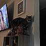 Tigger is registered to the contest to win money with this photo: cat, tabby, shelf, television, woman, figurines, wall_art, dim_lighting, indoor, wooden_furniture, shadow, decor, animal, pet, living_room, mounted_tv, quiet, curious, standing, home