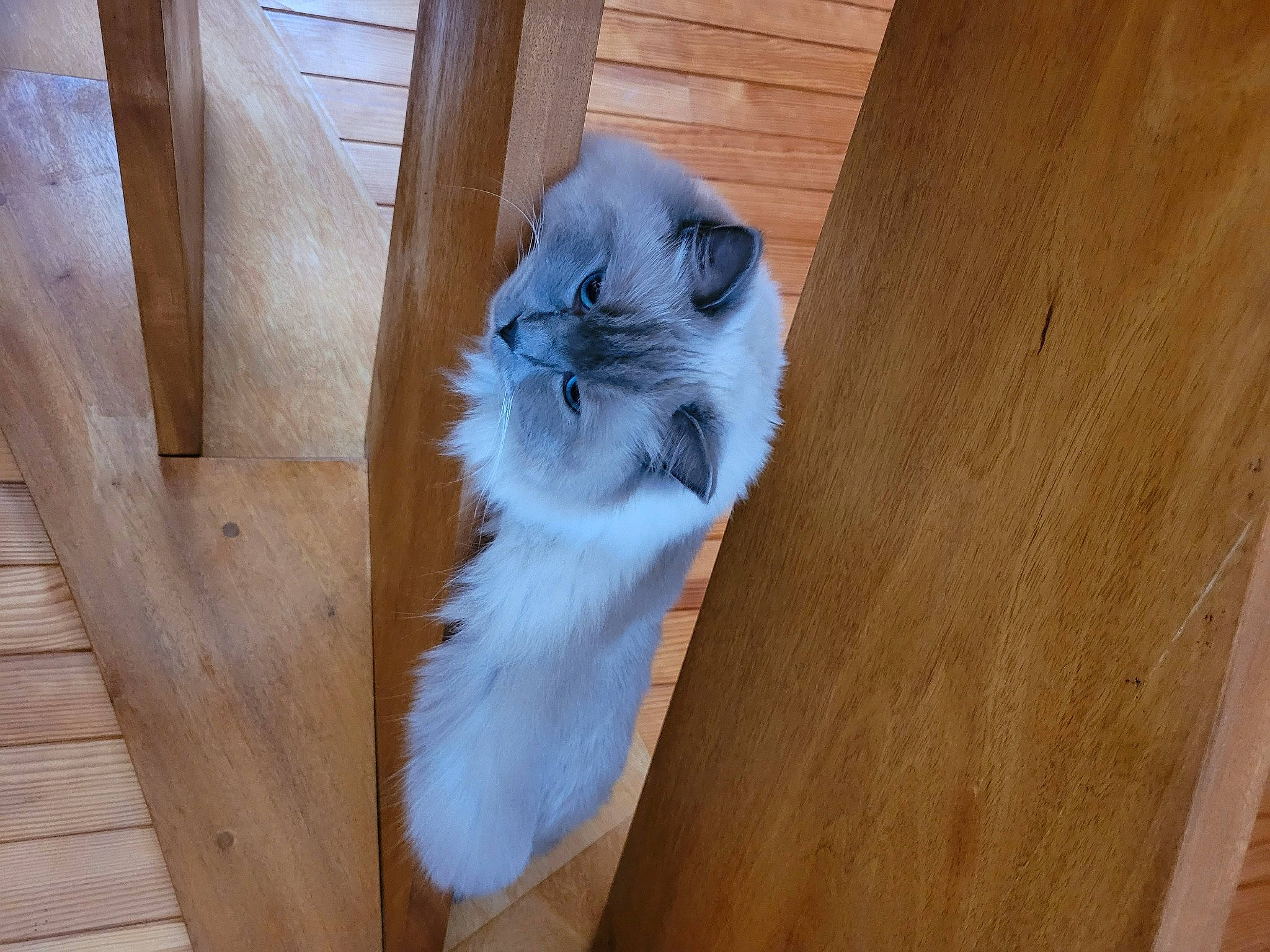 Sia a rejoint le concours — aidez-le/la à gagner de superbes lots ! carnivore, cat, chair, fawn, felidae, flooring, fur, hardwood, plank, plywood, small_to_medium_sized_cats, tail, terrestrial_animal, varnish, whiskers, window, wood, wood_flooring, wood_stain