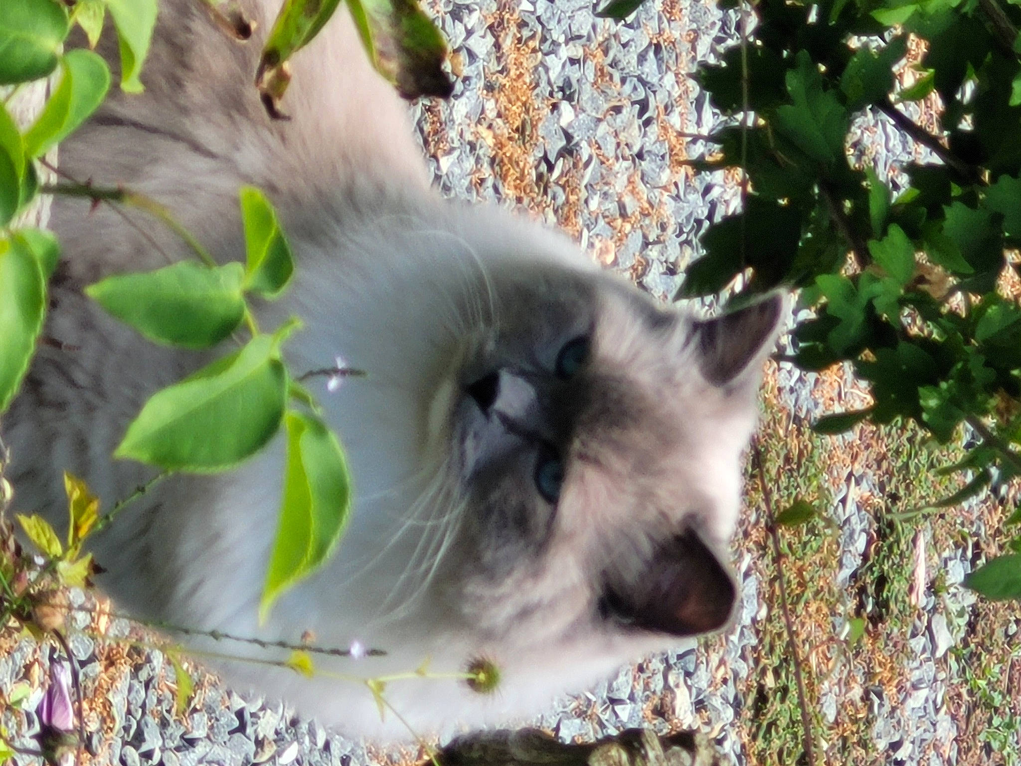 Sia a rejoint le concours — aidez-le/la à gagner de superbes lots ! annual_plant, birman, carnivore, cat, fawn, felidae, fur, grass, groundcover, plant, small_to_medium_sized_cats, snout, tail, terrestrial_animal, thai, tree, twig, whiskers, wildlife