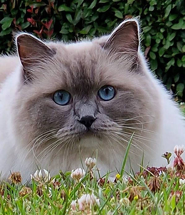Sia participe au concours pour gagner de l'argent avec cette photo : birman, carnivore, cat, felidae, fur, grass, groundcover, iris, plant, small_to_medium_sized_cats, snout, whiskers