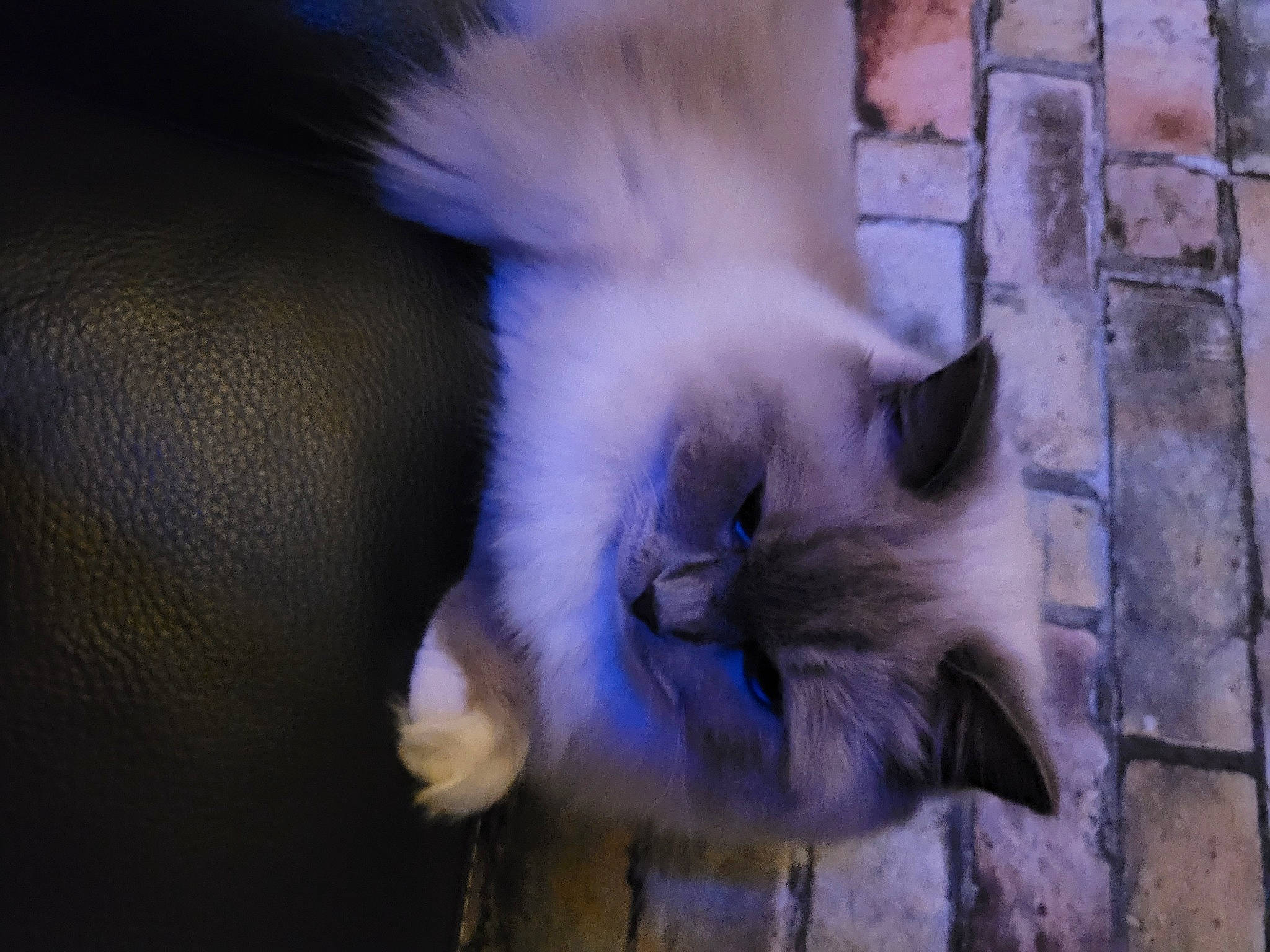 Sia participe au concours pour gagner de l'argent avec cette photo : balinese, carnivore, cat, claw, electric_blue, fawn, felidae, fur, musical_instrument, paw, plant, ragdoll, siamese, small_to_medium_sized_cats, snout, tail, terrestrial_animal, thai, whiskers, window