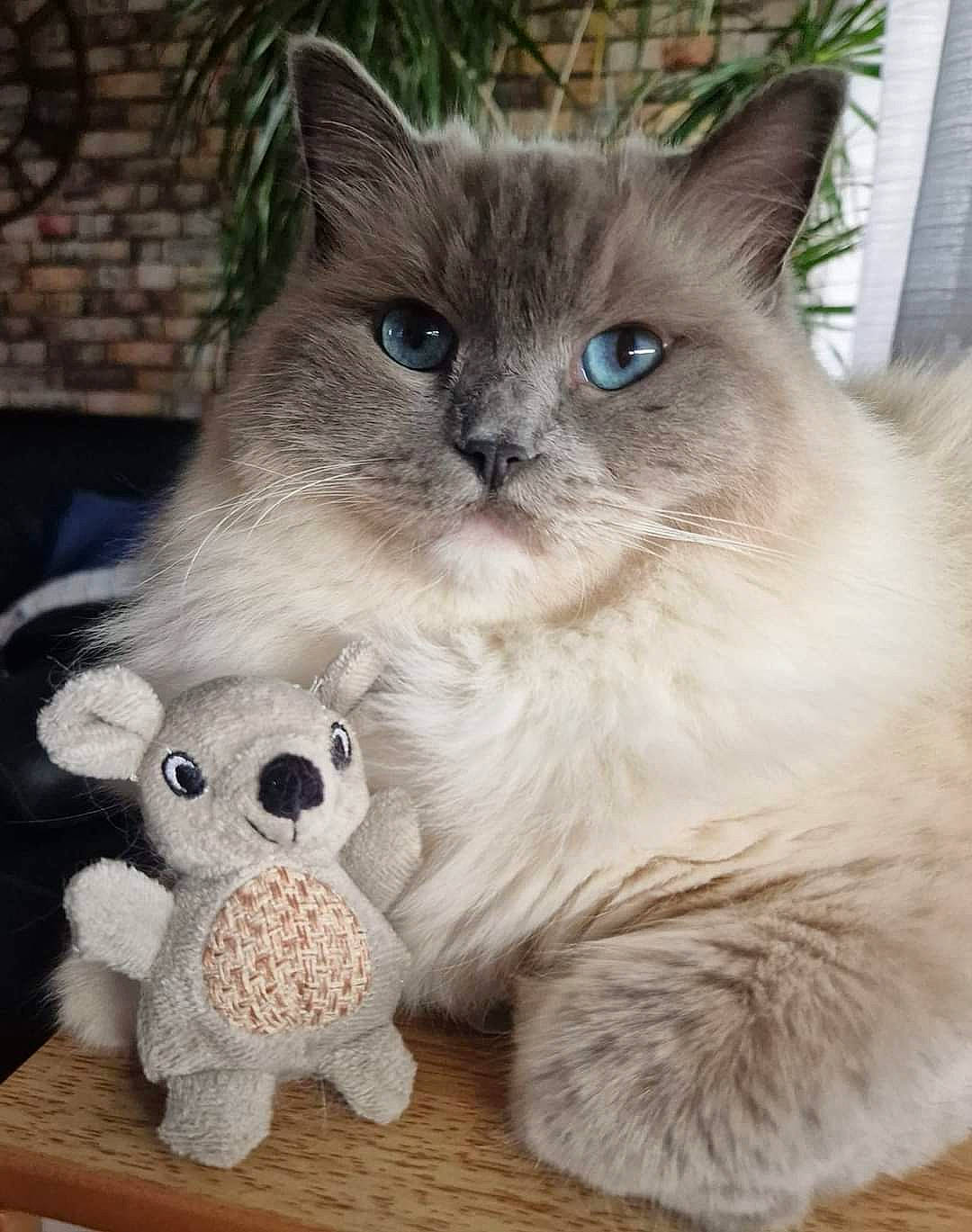 Sia a rejoint le concours — aidez-le/la à gagner de superbes lots ! box, carnivore, cat, cat_supply, cat_toy, domestic_short_haired_cat, fawn, felidae, fur, mammal, paw, ragdoll, small_to_medium_sized_cats, snout, stuffed_toy, tail, thai, toy, vertebrate, whiskers