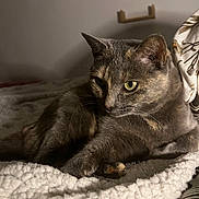 Princesse participe au concours pour gagner de l'argent avec cette photo : cat, feline, pet, animal, resting, blanket, cozy, indoor, fur, whiskers, ears, eyes, paw, soft, texture, relaxed, bed, comfort, shadow, light