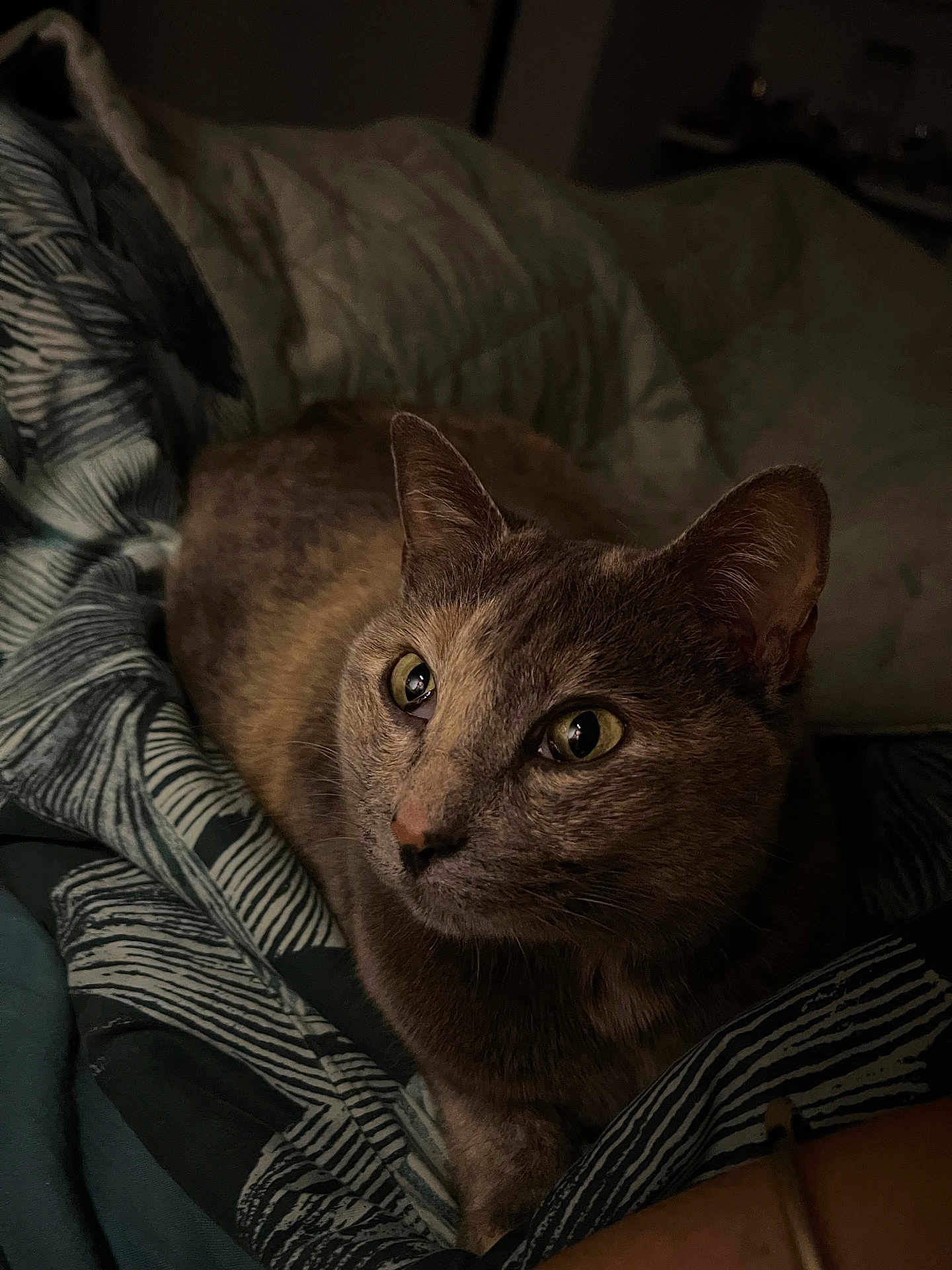 Princesse participe au concours pour gagner de l'argent avec cette photo : cat, animal, pet, indoor, cozy, blanket, fur, whiskers, ears, eyes, resting, comfort, domestic, feline, closeup, muzzle, sleepy, soft, warm, quiet