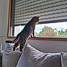 Nini a rejoint le concours — aidez-le/la à gagner de superbes lots ! cat, tabby, pet, animal, sofa, couch, pillows, window, blinds, indoors, home, living_room, watching, standing, tail, fur, garden, house, daylight, cozy