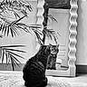 Nini a rejoint le concours — aidez-le/la à gagner de superbes lots ! cat, cats, pet, animal, mirror, reflection, indoor, home, living_room, houseplant, rug, floor, furniture, black_and_white, portrait, sitting, looking_at_camera, whiskers, ears, domestic_animal