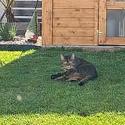 Nini a rejoint le concours — aidez-le/la à gagner de superbes lots ! cat, tabby_cat, pet, animal, feline, lying_down, grass, lawn, outdoor, garden, backyard, wooden_shed, door, garden_gnome, plants, sunlight, shadow, relaxed, portrait, house