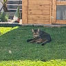 cat, tabby_cat, pet, animal, feline, lying_down, grass, lawn, outdoor, garden, backyard, wooden_shed, door, garden_gnome, plants, sunlight, shadow, relaxed, portrait, house