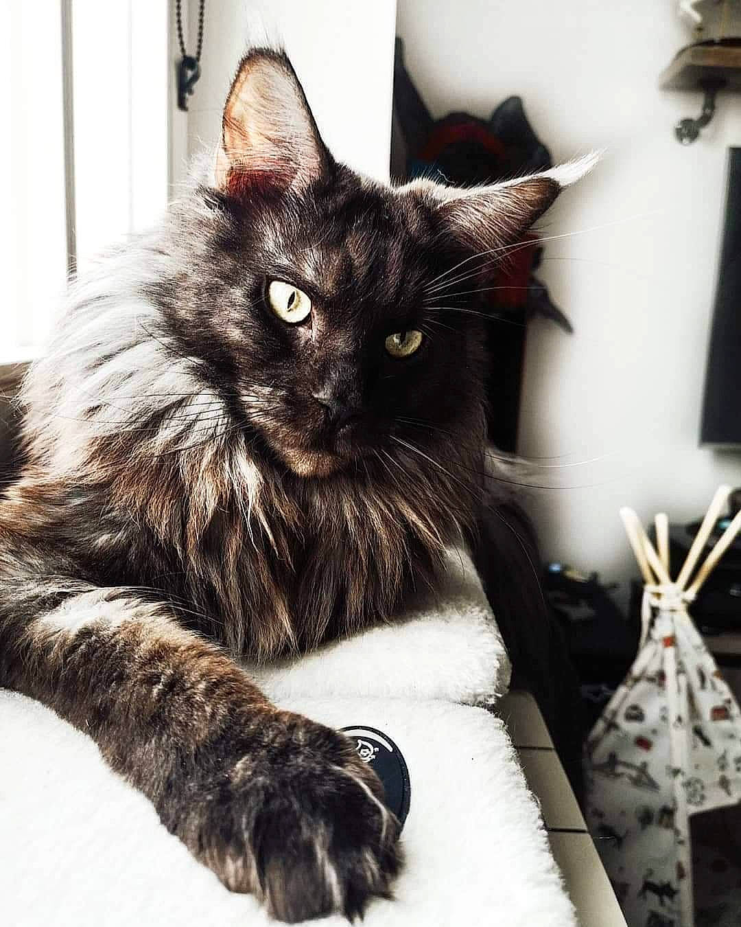 Opie participe au concours pour gagner de l'argent avec cette photo : black_cat, box, carnivore, cat, comfort, domestic_short_haired_cat, felidae, fur, grey, maine_coon, mammal, monochrome_photography, paw, plant, small_to_medium_sized_cats, snout, tail, vertebrate, whiskers, window