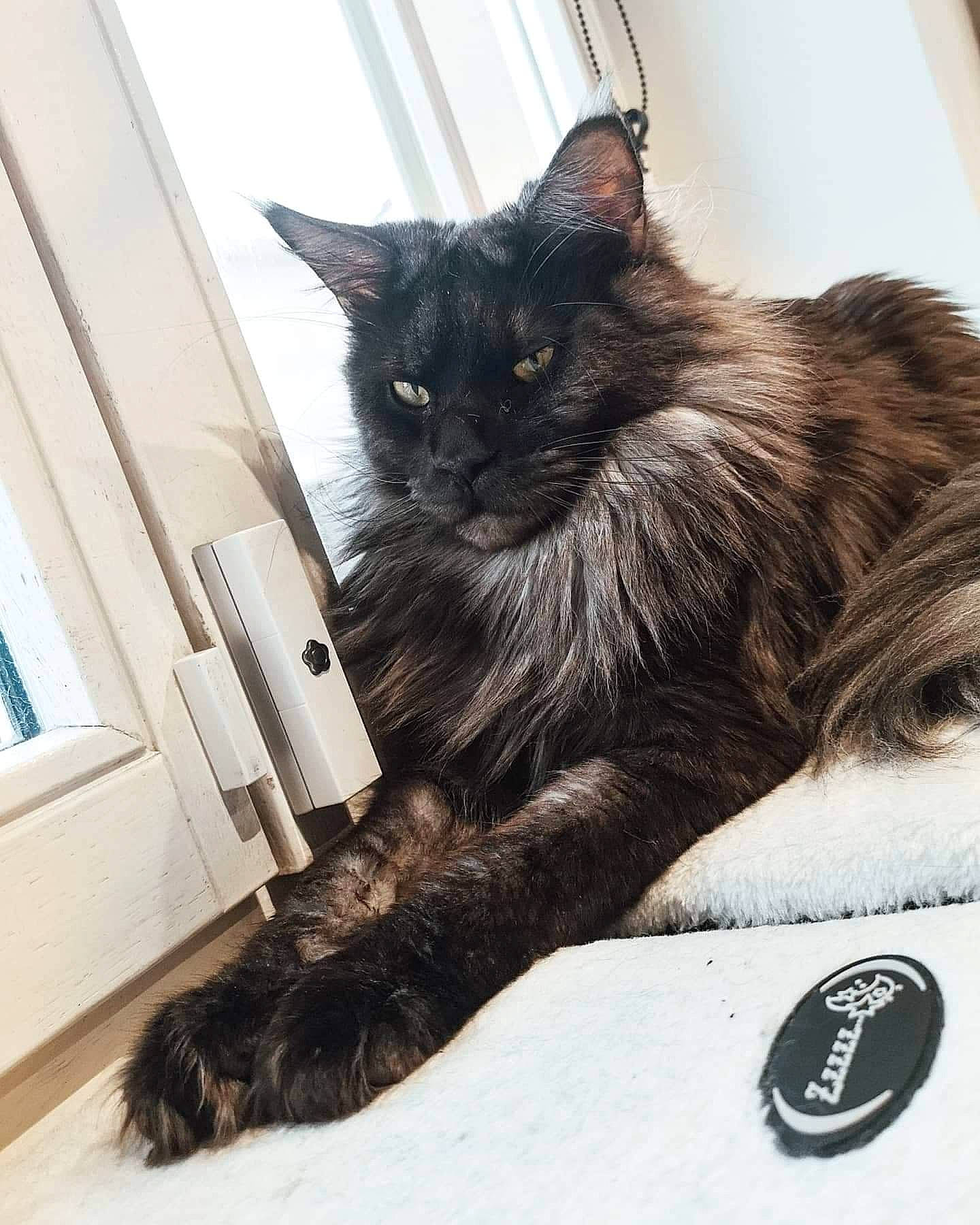 Opie a rejoint le concours — aidez-le/la à gagner de superbes lots ! black_cat, carnivore, cat, claw, comfort, domestic_short_haired_cat, felidae, fur, grey, metal, paw, plant, sitting, small_to_medium_sized_cats, snout, tail, tree, whiskers, window, wood