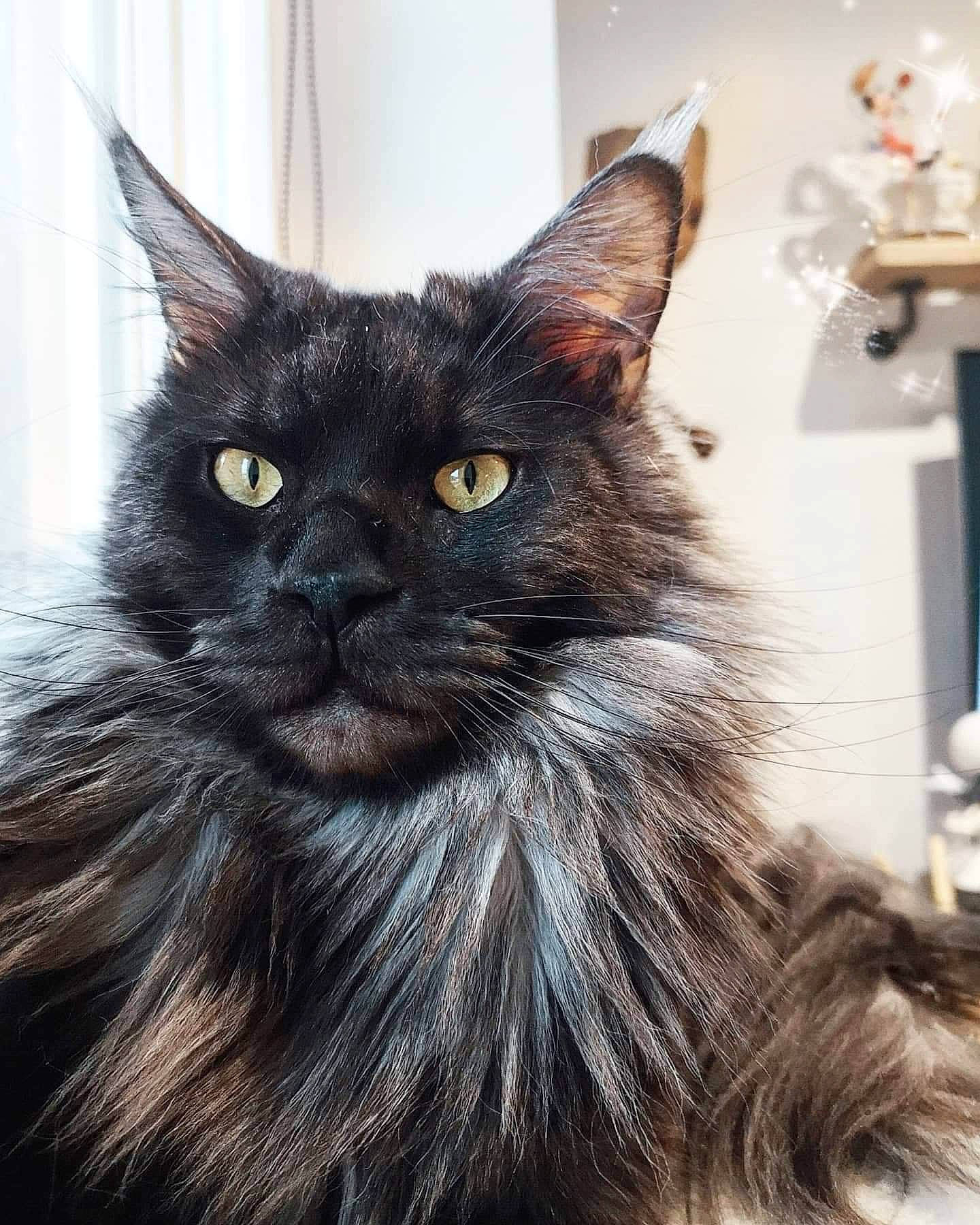 Opie a rejoint le concours — aidez-le/la à gagner de superbes lots ! black_cat, bombay, carnivore, cat, claw, felidae, fur, grey, small_to_medium_sized_cats, snout, tail, terrestrial_animal, whiskers, window