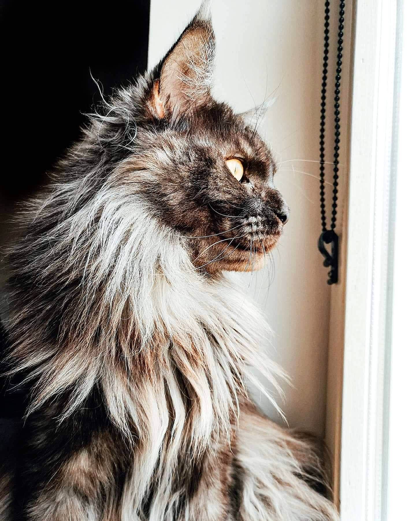 Opie a rejoint le concours — aidez-le/la à gagner de superbes lots ! carnivore, cat, felidae, fur, liver, maine_coon, small_to_medium_sized_cats, snout, terrestrial_animal, whiskers, window