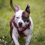 Aïko a rejoint le concours — aidez-le/la à gagner de superbes lots ! dog, running, grass, outdoor, pet, animal, canine, happy, playful, nature, daylight, field, flora, tongue_out, ears_up, harness, brown, white, closeup, motion