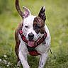 dog, running, grass, outdoor, pet, animal, canine, happy, playful, nature, daylight, field, flora, tongue_out, ears_up, harness, brown, white, closeup, motion