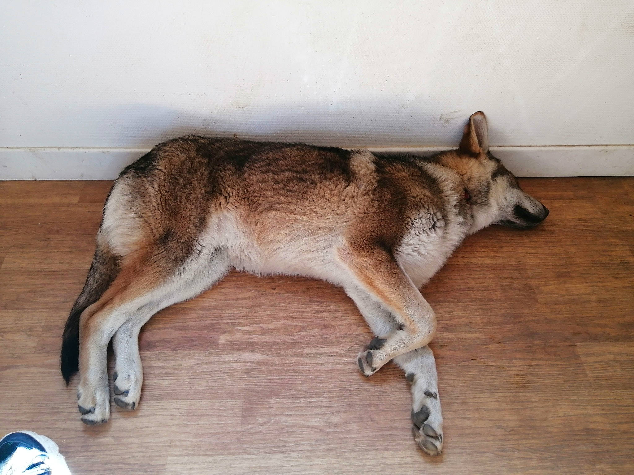 Milo participe au concours pour gagner de l'argent avec cette photo : ancient_dog_breeds, balance, canidae, canis, carnivore, dog, dog_breed, fur, hardwood, non_sporting_group, sporting_group, tail, terrestrial_animal, wood, working_animal, working_dog