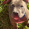 Caine is registered to the contest to win money with this photo: dog, puppy, pit_bull, canine, pet, animal, portrait, close_up, face, floppy_ears, blue_collar, outdoor, grass, greenery, garden, standing, short_coat, brown_fur, looking_at_camera, sunlight
