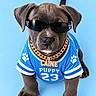 Caine is registered to the contest to win money with this photo: dog, puppy, portrait, sunglasses, jersey, sportswear, basketball, gold_chain, collar, blue, fashion, costume, cute, funny, sitting, front_view, studio, blue_background, pet, animal