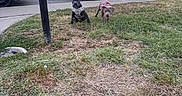 Caine joined the competition — help win amazing prizes! puppies, dogs, canine, pets, animal, grass, lawn, suburban, street, cars, parked_cars, houses, residential, outdoors, sunset, sidewalk, utility_pole, collar, harness, pink_clothing