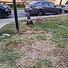 puppies, dogs, canine, pets, animal, grass, lawn, suburban, street, cars, parked_cars, houses, residential, outdoors, sunset, sidewalk, utility_pole, collar, harness, pink_clothing