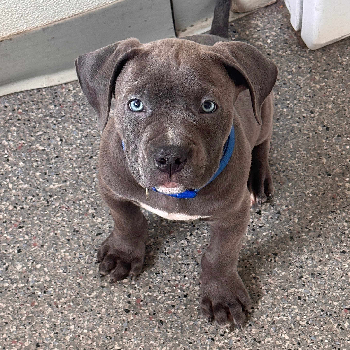 Caine