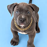 Caine is registered to the contest to win money with this photo: puppy, dog, canine, portrait, studio, blue_background, gold_chain, collar, brown_fur, short_hair, floppy_ears, blue_eyes, white_chest, white_muzzle, standing, front_view, tail, paws, pet, fashion