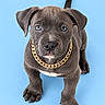 puppy, dog, canine, portrait, studio, blue_background, gold_chain, collar, brown_fur, short_hair, floppy_ears, blue_eyes, white_chest, white_muzzle, standing, front_view, tail, paws, pet, fashion