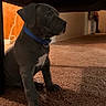 puppy, dog, sitting, blue_collar, carpet, indoor, furniture, chair, studded, portrait, pet, canine, black_dog, white_chest, floppy_ears, brown_carpet, home, floor, alert, cute